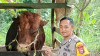 Bukan Sapi Biasa, 25 Hewan Kurban Presiden di Sulsel Berstandar Ketat