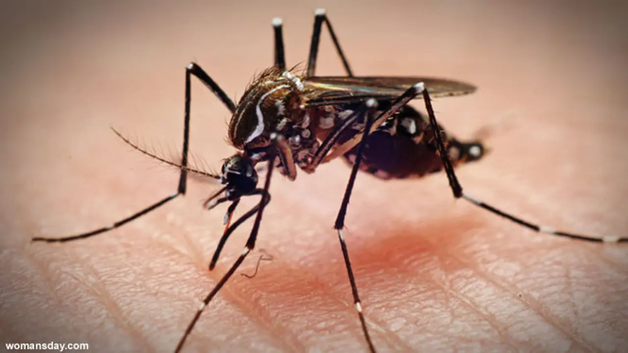 dengue-dbd130615b.jpg