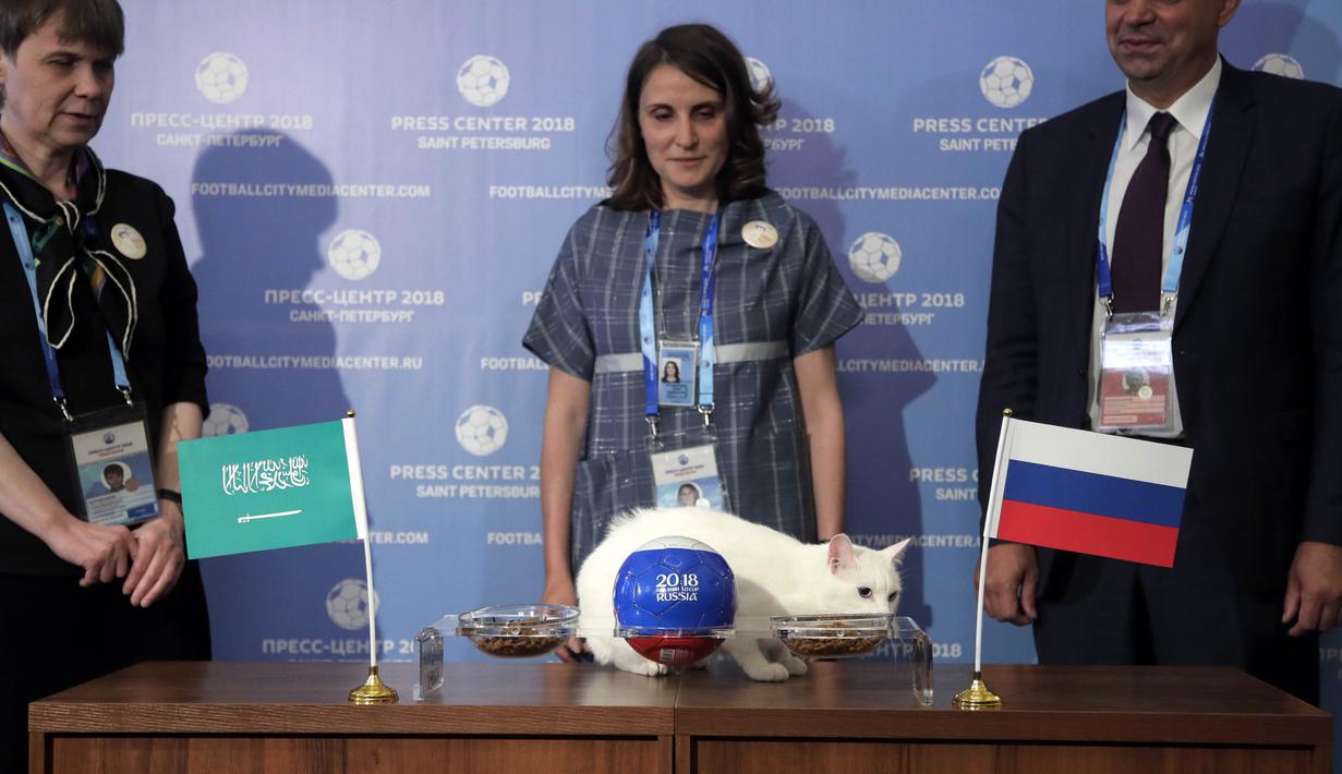 Kucing bernama Achilles saat meramal laga antara Rusia kontra Arab Saudi di Saint Petersburg, Rusia, Rabu (13/6/2018). Kucing putih dan tuli ini menjadi hewan peramal resmi di Piala Dunia 2018. (AP/Dmitri Lovetsky)