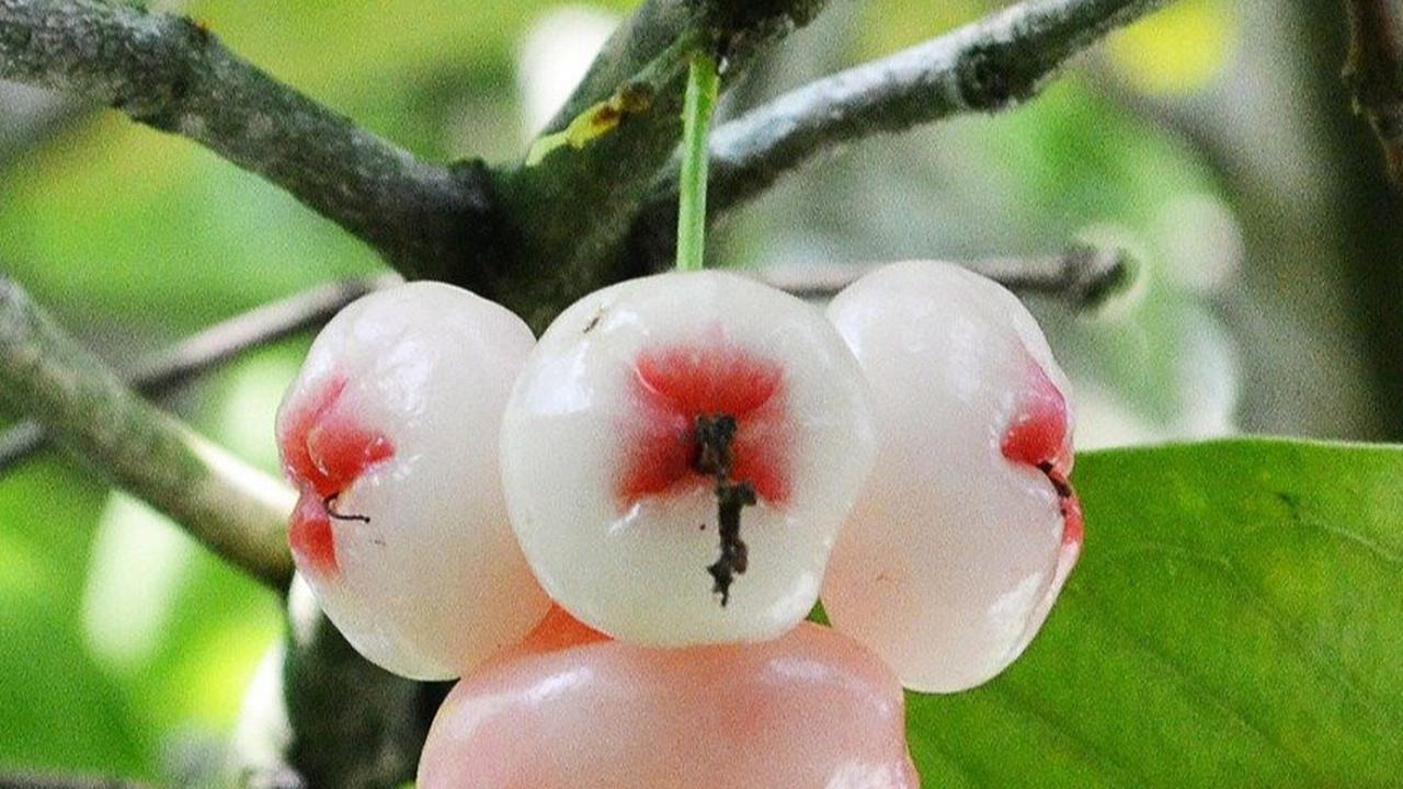 Enam Manfaat Jambu Air untuk Kesehatan