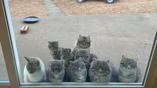 10 Potret Lucu Kucing Lagi Kumpul, Bak Bocah Nongkrong Bareng