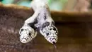 Seekor ular raja California berkepala dua bernama Tom & Jerry dipamerankan di 'Expo Reptil', Villeneuve, Swiss (22/12). Pameran ini diadakan 21 Desember 2018 hingga 3 Maret 2019. (Laurent Gillieron/Keystone via AP)