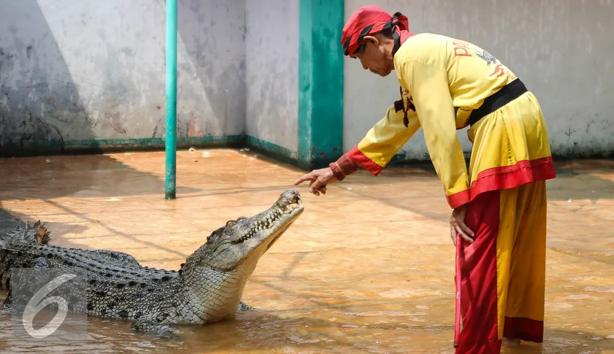Seorang pawang menjinakan buaya ketika menampilkan atraksi bersama buaya di Taman Wisata Buaya, Cibarusah, Jawa Barat, Minggu (26/7/2015). Atraksi berlangsung pada hari Minggu mulai dari pukul 11:00 dan 14:00. (Liputan6.com/Faizal Fanani)