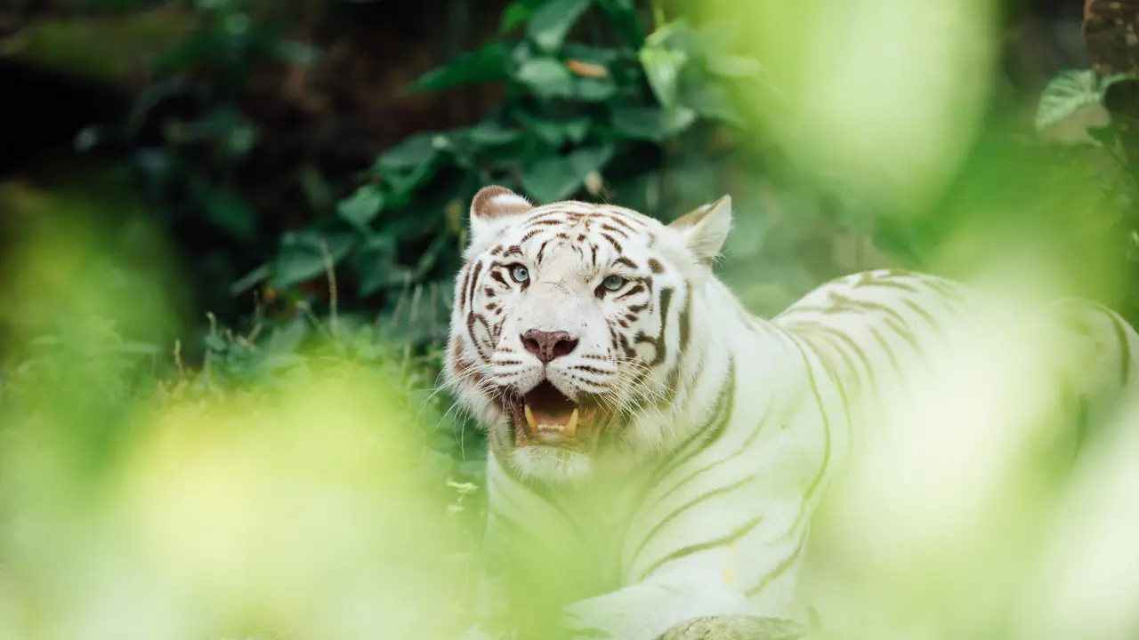 Harimau Putih