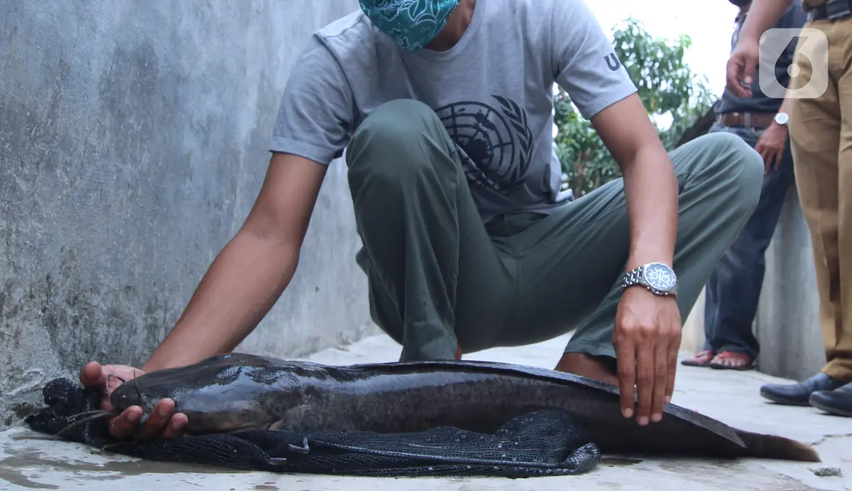 Seorang warga memperlihatkan ikan lele hasil budidaya di Tangerang, Jumat (6/11/2020). Pemerintah setempat bersama warga memanfaatkan lahan untuk bubidaya ikan lele guna menggerakan ekonomi masyarakat di masa pandemi COVID-19. (Liputan6.com/Angga Yuniar)