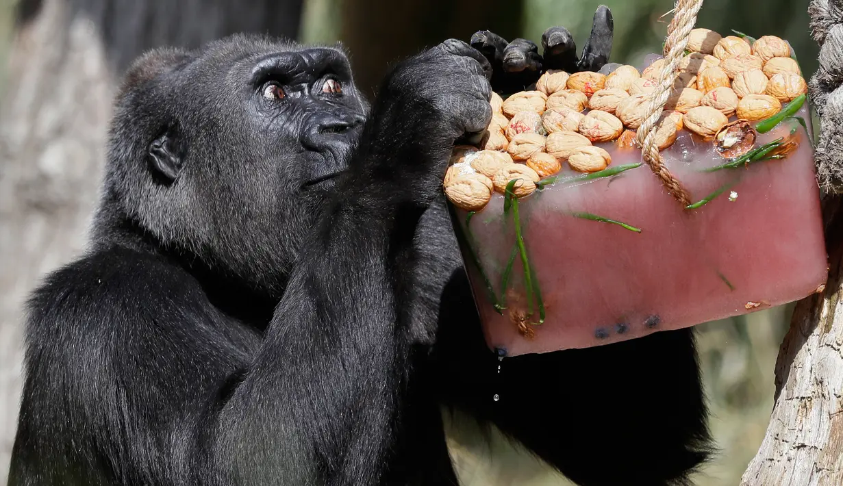 Gorilla betina, Effie menikmati camilan es dengan kacang dan buah beri di Kebun Binatang London, 27 Juni 2018. Gelombang panas telah mencapai beberapa negara bagian Inggris pada pekan ini dengan suhu mencapai 30 derajat celcius. (AP/Kirsty Wigglesworth)