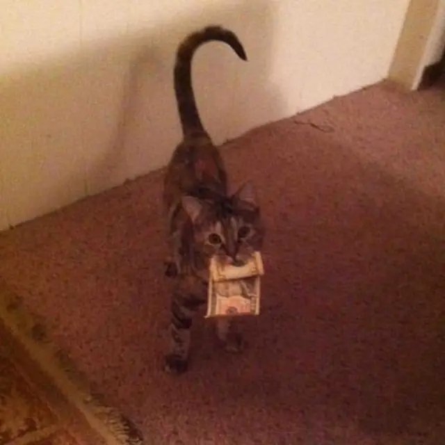 10 Potret Kucing Bawa Pulang Hadiah Untuk Majikan Ini Bikin Geleng Kepala