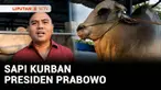 Sapi kurban Presiden RI, Prabowo Subianto yang mati mendadak di Polewali Mandar, Sulawesi Barat, akhirnya mendapatkan gantinya. Sementara untuk masyarakat Ngawi, Jawa Timur, Presiden Prabowo berkurban sapi seberat 1,11 ton.