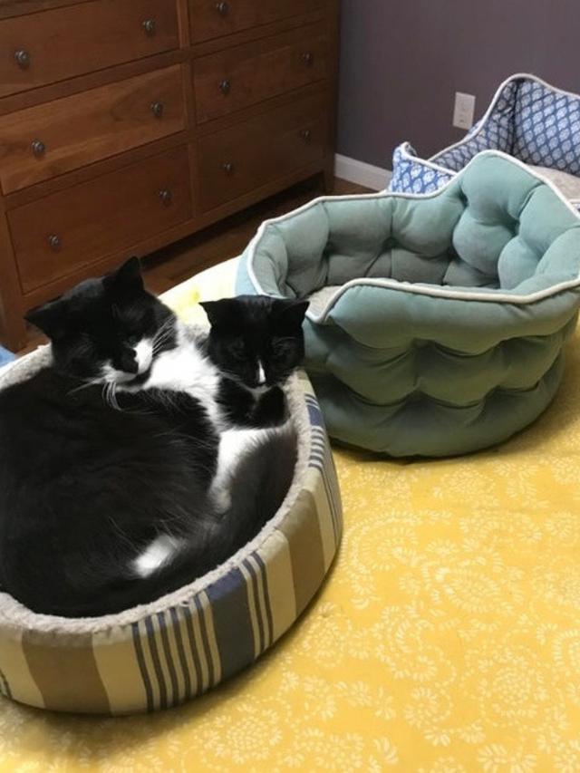 8 Tingkah Nyeleneh Kucing yang Bikin Geleng-Geleng Kepala