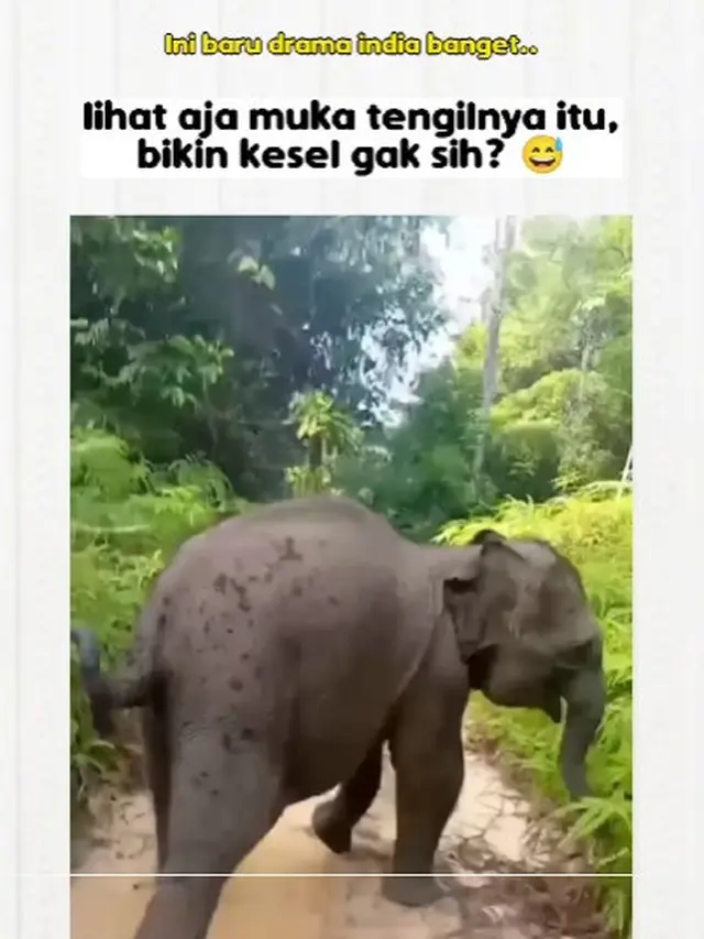 Aksi gemas Gajah Domang