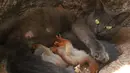 Seekor kucing bernama Pusha mengadopsi empat bayi tupai dan tinggal bersama di taman miniatur lokal di Bakhchisaray, Krimea pada 25 April 2019. Bayi tupai yang awalnya takut pada induk baru mereka membutuhkan waktu beberapa minggu untuk terbiasa satu sama lain. (REUTERS/Alexey Pavlishak)