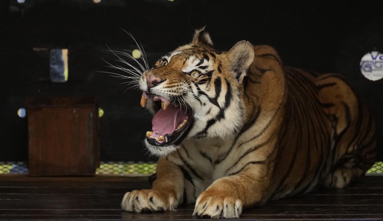 Seekor harimau di dalam peti dilepaskan ke kandang di Lionsrock Big Cat Sanctuary di Bethlehem, Afrika Selatan, Sabtu (12/3/2022). Empat harimau sebelumnya selama 15 tahun tinggal di gerbong kereta yang ditinggalkan rombongan sirkus di San Luis, Argentina Barat. (AP Photo/Themba Hadebe)
