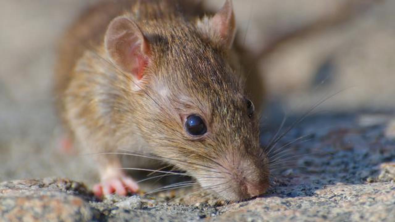 9 Cara Mencegah Tikus Kembali ke Rumah Setelah Diusir, Dijamin Efektif