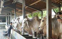 Berkah Setia Farm: Peternakan Sapi Premium Purworejo Jadi Inspirasi Ketahanan Pangan Nasional