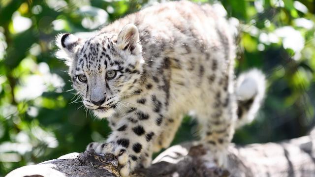 Macan Tutul Salju di Jerman