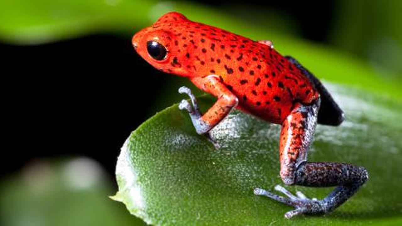 Koktail katak bikin pria perkasa di atas ranjang