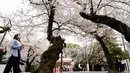 Seorang pengunjung melihat bunga sakura yang mekar penuh di kuil shinto di Tokyo, Kamis (31/3/2022). (AP Photo/Shuji Kajiyama)