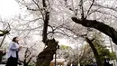 Seorang pengunjung melihat bunga sakura yang mekar penuh di kuil shinto di Tokyo, Kamis (31/3/2022). (AP Photo/Shuji Kajiyama)
