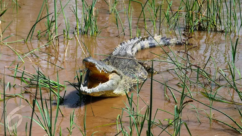 Binatang Buas Buaya