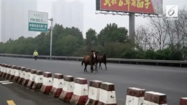 Tiga ekor kuda masuk dan berlarian di jalan tol Provinsi Hunan, China. Akibatnya, lalu lintas pun menjadi kacau.