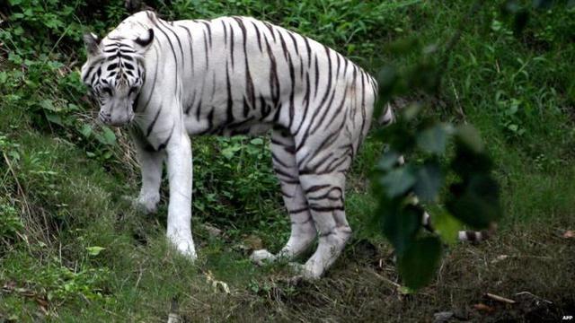 Gambar  Anak Harimau Putih Lucu