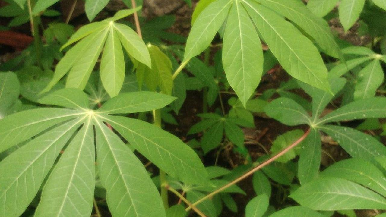 Tips Konsumsi Daun Singkong
