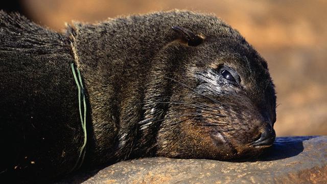 7 Potret Miris Hewan Terdampak Sampah Plastik