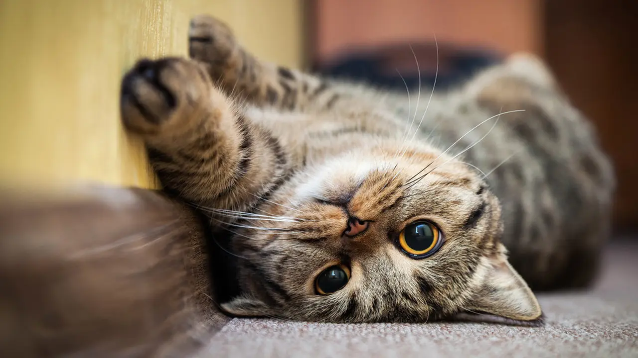 Ilustrasi Kucing