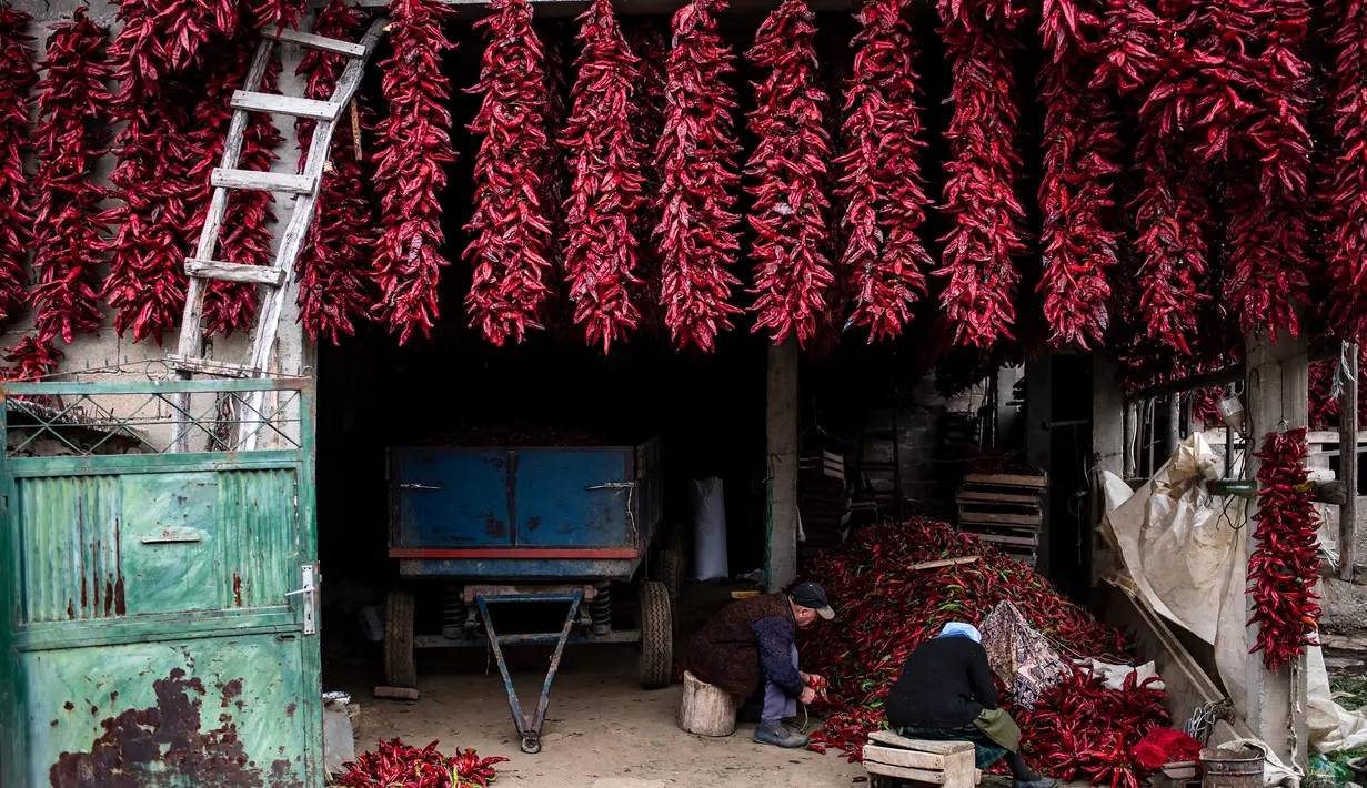 Sepasang manula memasukkan paprika merah ke gulungan benang untuk dijemur di Desa Donja Lakosnica, Serbia, Senin (25/9). Pengeringan ini masih menggunakan teknik tradisional karena memanfaatkan matahari dan udara segar. (ANDREJ ISAKOVIC/AFP)