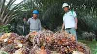 Awas, Ribuan Benih Sawit Diduga Palsu Masuk Kaltim