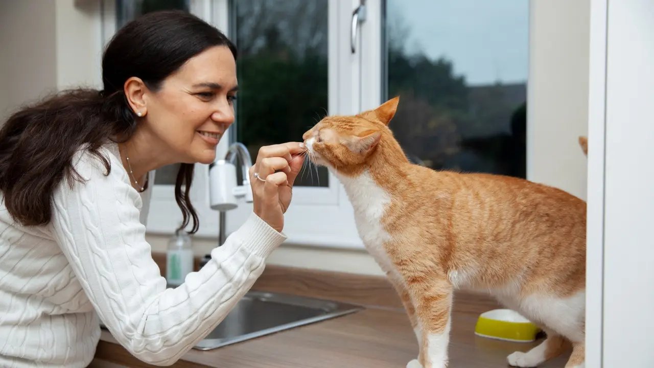 Cat Training
