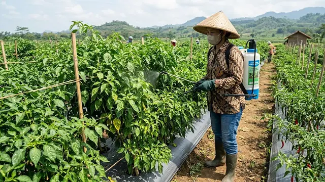 12 Cara Mengatasi Cabai yang Banyak Daun Tetapi Tidak Berbuah, Perhatikan Nutrisi