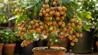 7 Jenis Kelengkeng Tabulampot Cepat Berbuah di Pot Kecil yang Mudah Dirawat