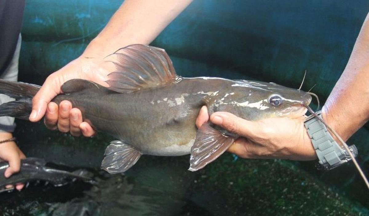 Ikan Baung