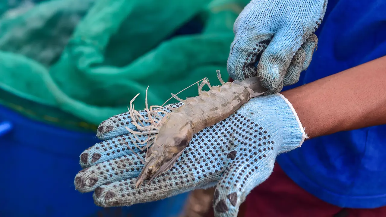 Panen Perdana Tambak Udang Vaname Berbasis Pendekatan Climate Smart Shrimp (CSS) di Desa Lalombi Sulawesi Tengah. (Dokumen: Konservasi Indonesia)