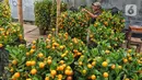Pekerja beraktivitas di antara pohon jeruk Kimkit yang dijual di Meruya, Jakarta Barat, Kamis (12/1/2023). Banyak pembeli membeli tanaman buah jeruk tersebut untuk dikirim kepada kerabat dan juga sebagai hiasan imlek. (Liputan6.com/Angga Yuniar)