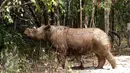  Badak Sumatera jantan bernama Harapan saat berada di dalam kandang Taman Nasional Way Kambas, Lampung, Kamis (5/11). Badak Harapan akan dijodohkan dengan badak betina yang ada di Sumatera Rhino Sanctuary (SRS). (Liputan6.com/Fery Pradolo)