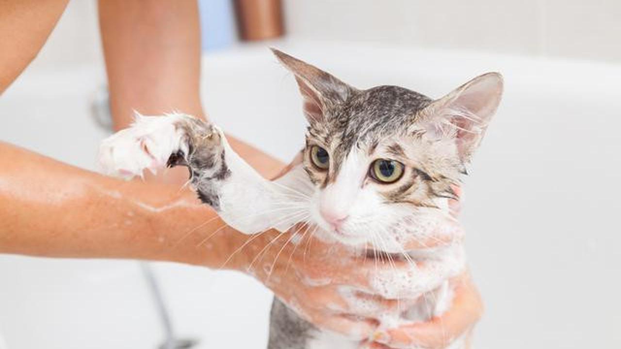 10 Cara Cegah Kucing Kencing Sembarangan, Penting Bagi Kebersihan Rumah