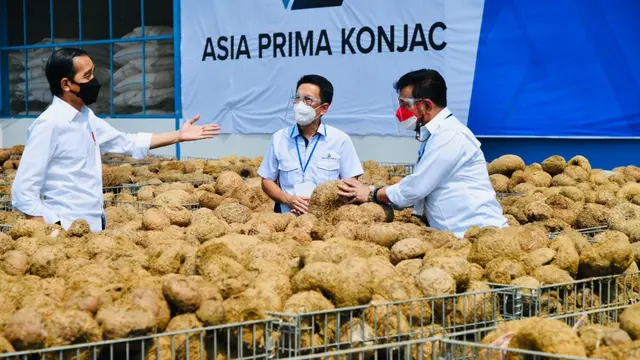 Presiden Jokowi Rekomendaiskan Tanaman Porang Sebagai Makanan Sehat Masa Depan