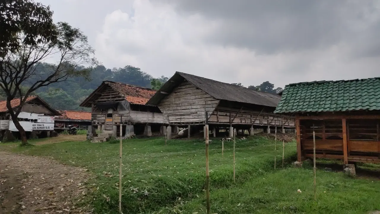 Menilik Keunikan Desa Cibuntu, Jumlah Kambing Lebih Banyak Dari Penduduk