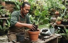Cara Mengatasi Tanaman Layu Setelah Pindah Pot, Trik Sederhana agar Akar Cepat Beradaptasi