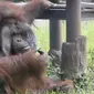 Orangutan bernama Ozon terlihat mengisap rokok di dalam kandangnya di Kebun Binatang Bandung, 4 Maret 2018. Ozon merupakan salah satu orang utan penghuni bonbin Bandung yang sudah lima tahun tinggal. (Handout/Indonesia Animal Welfare Society/AFP)