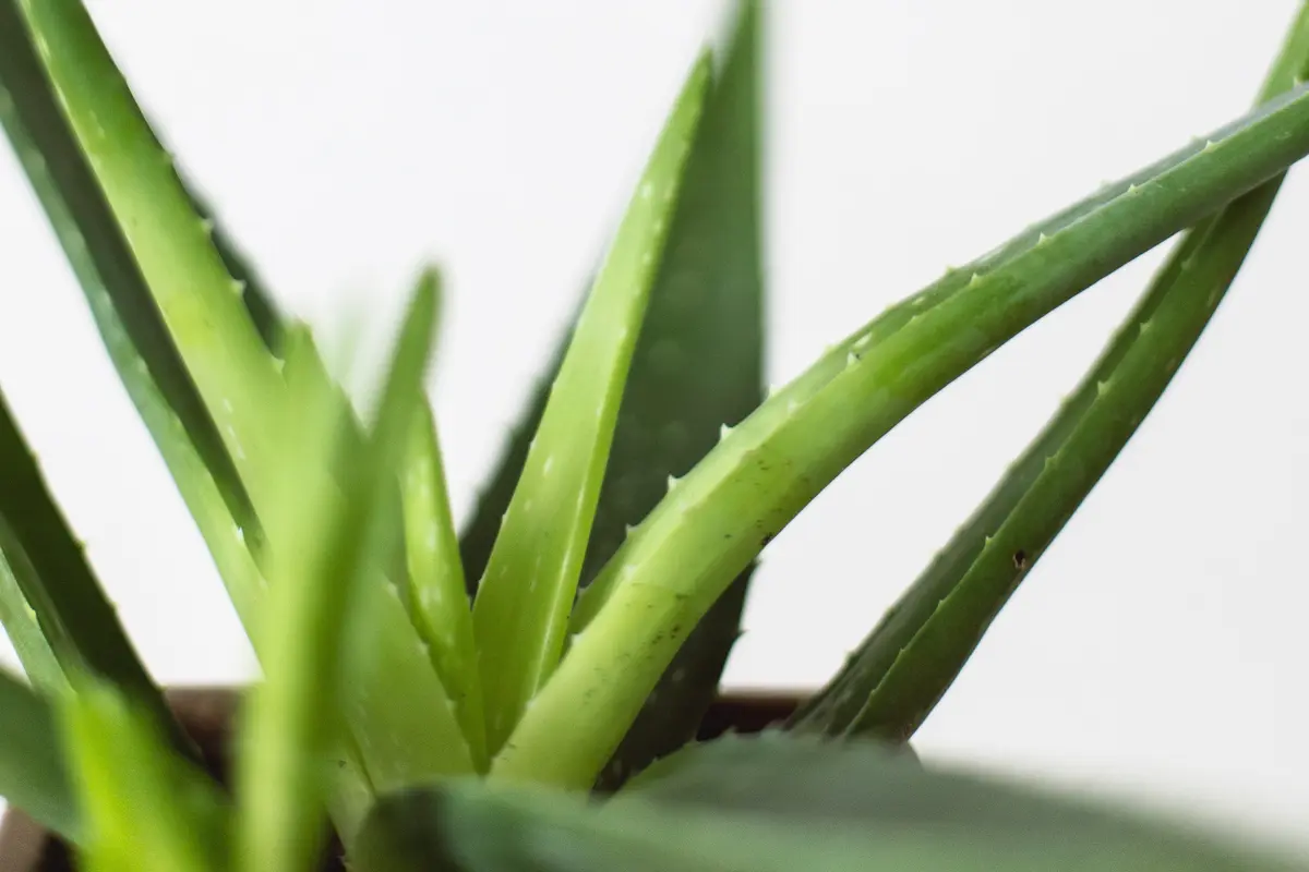 [Fimela] aloe vera