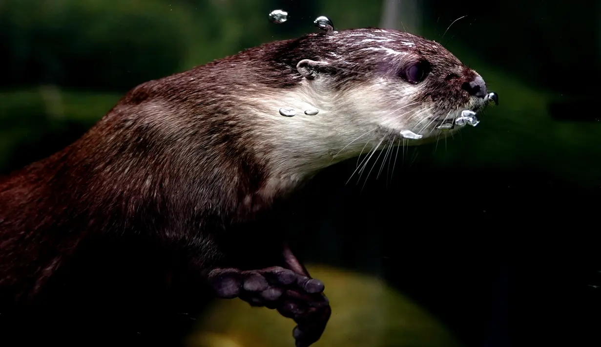 Seekor berang-berang cakar kecil Asia terlihat menyelam di bawah air di Kebun Binatang Shanghai di Shanghai, China timur, pada 10 Juni 2020. Berang-berang yang paling kecil ukurannya di dunia tersebut statusnya menurut IUCN adalah Vulnerable atau rentan terancam punah.  (Xinhua/Zhang Jiansong)