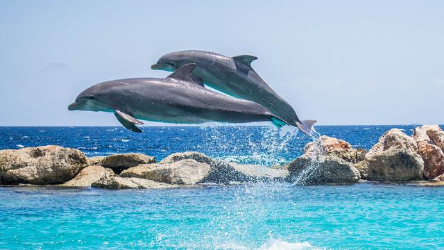 Ilustrasi lumba-lumba