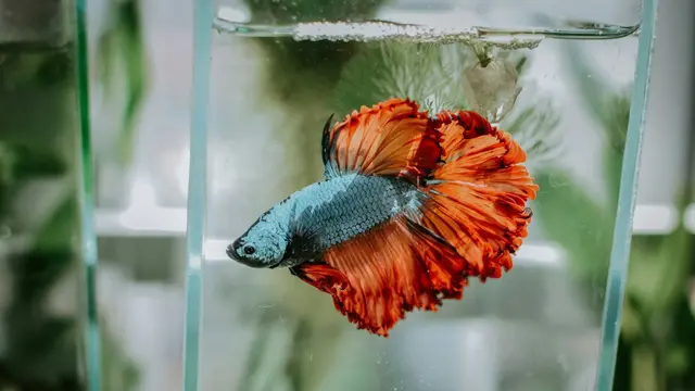 Ikan Cupang