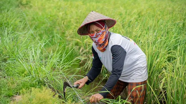 Ilustrasi manajemen lahan rawa pasang surut