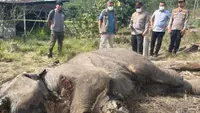 Bangkai Anak Gajah di TN Tesso Nilo Bongkar Borok Pemilikan Lahan Ilegal di Kawasan Konservasi