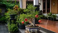10 Pohon Buah dalam Pot Bentuk Rapi untuk Penghias Teras, Buah Segar Estetik