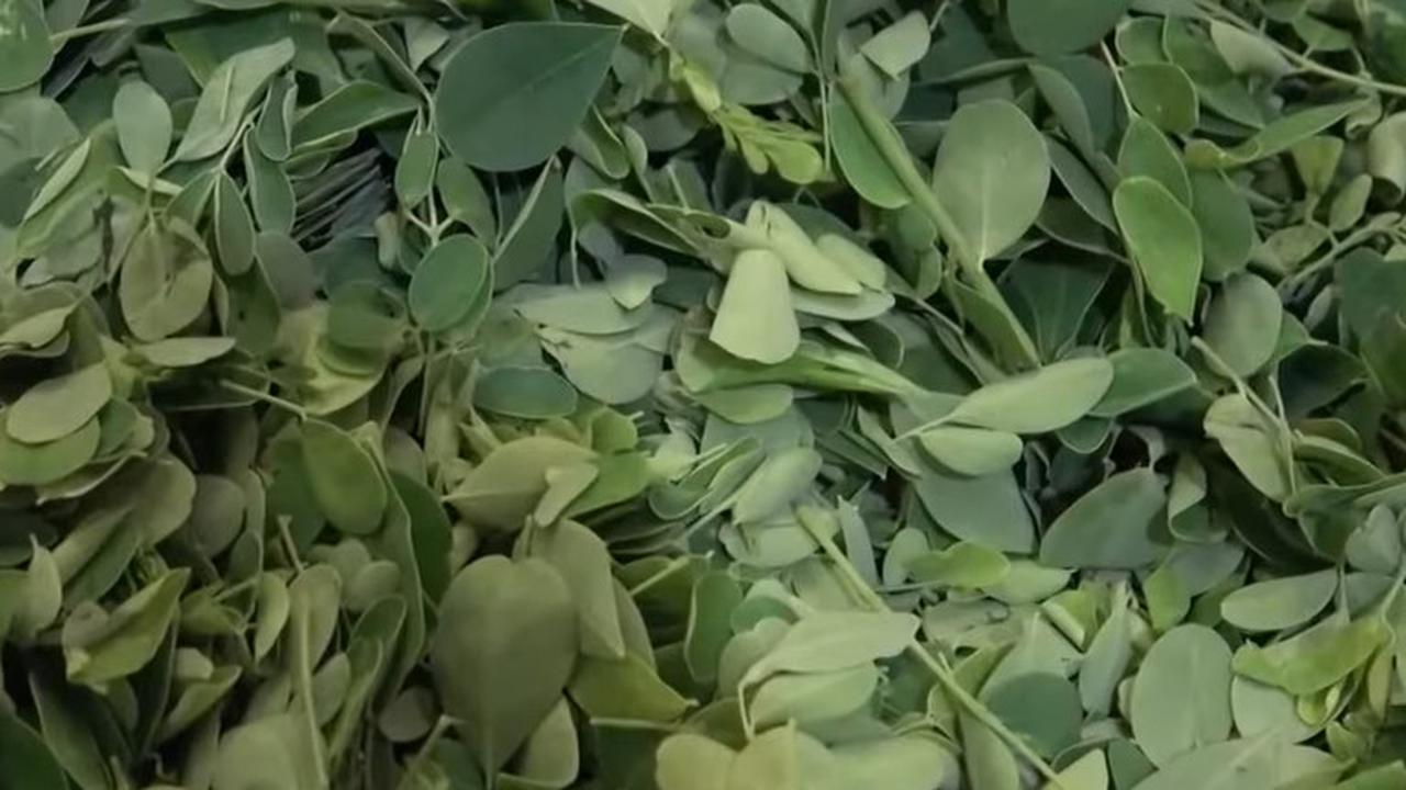 Mi ayam kelor di Mojokerto